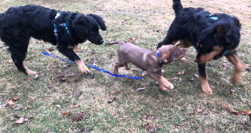 Sam and Goose and Pippin all arrived via a rescue van this past winter and early spring from Mississippi and love living in Maine.