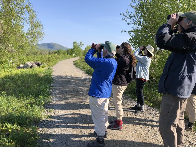 Birdwatchers spot a prairie warbler at Beech Hill with trip leader Ann Boover. (Photo courtesy Friends of Maine Coastal Islands NWR)