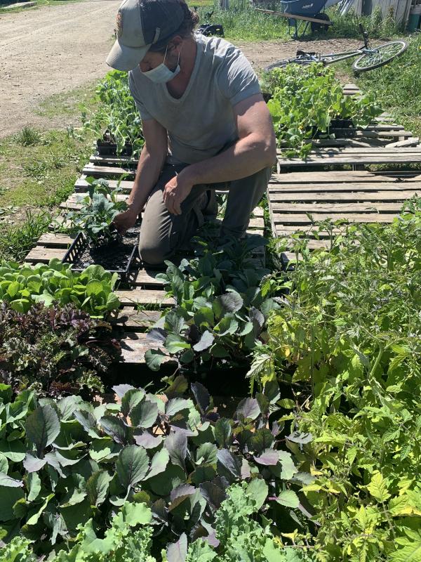 Farmer Antone prepares to distribute seedlings from Villageside Farm. (Photo courtesy Waldo County Bounty)