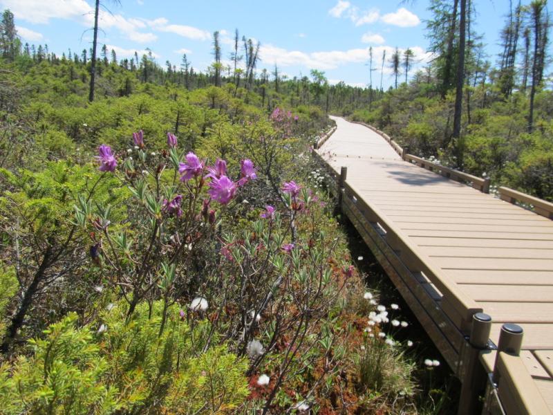 The forested trail opens up to the bog surrounded by scrubland and evergreens. Photo by Kay Stephens