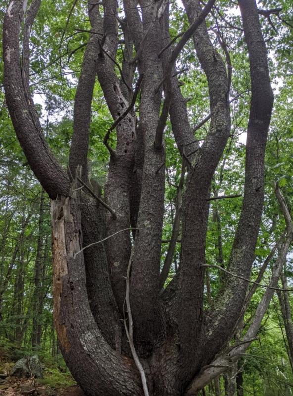 The parcel contains woods, including this multi-stemmed white pine, that store carbon and provide habitat for wildlife. (Photo courtesy Midcoast Conservancy)