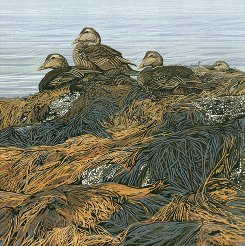Sherrie York, “Low T’Eiders”, linocut, 12x12. (Photo courtesy Pemaquid Art Gallery)