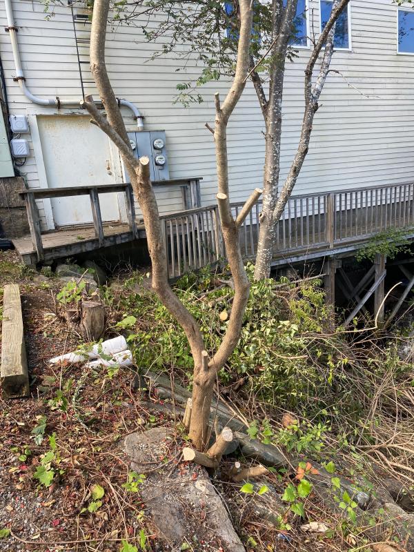 This lilac bush was severely trimmed.