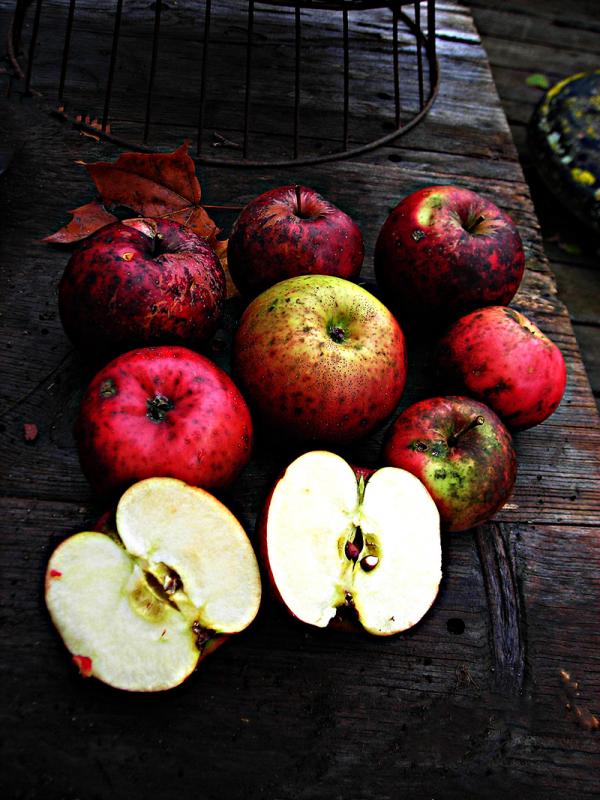 A feast of November-foraged felled apples. Rockland. (Photo by Maggie Trout)