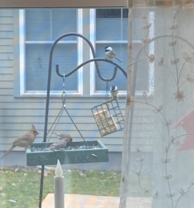 Feeder frenzy. (Photo by Jane Schroeder)