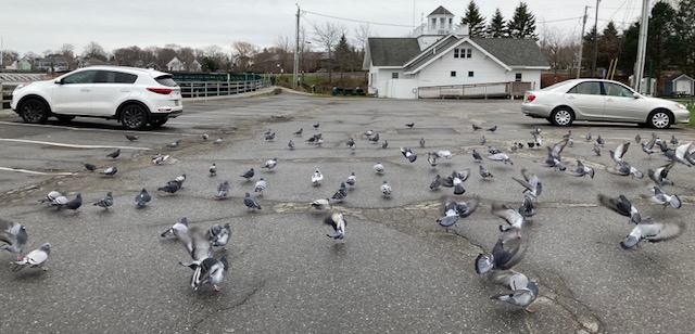 White pigeons and pigeons in flight. (Photo by Jane Schroeder)