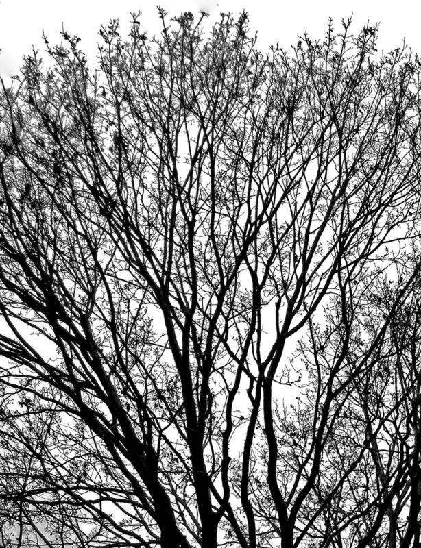 Almanac-By-Tree. November 21, 2021. Rockland, Maine.
(Photo courtesy Maggie Trout)