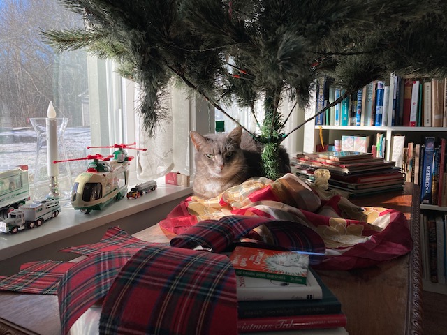 Cozy under the Xmas tree. (Photo by Jane Schroeder)