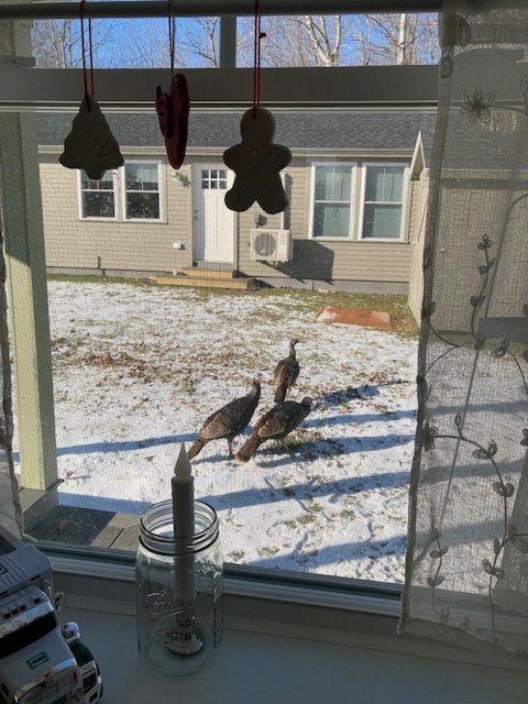 The 3 wild turkeys visit every day! (Photo by Jane Schroeder)