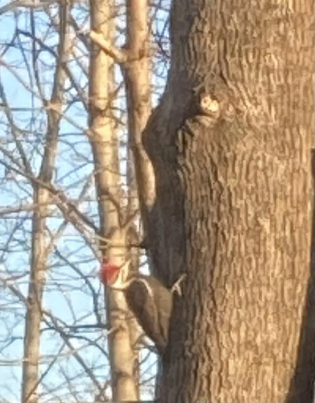 Pileated Woodpecker in the yard. (Photo by Jane Schroeder)