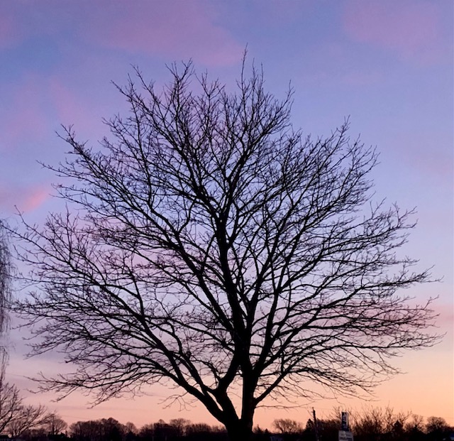 Twilight. (Photo by Carolyn Kanicki)