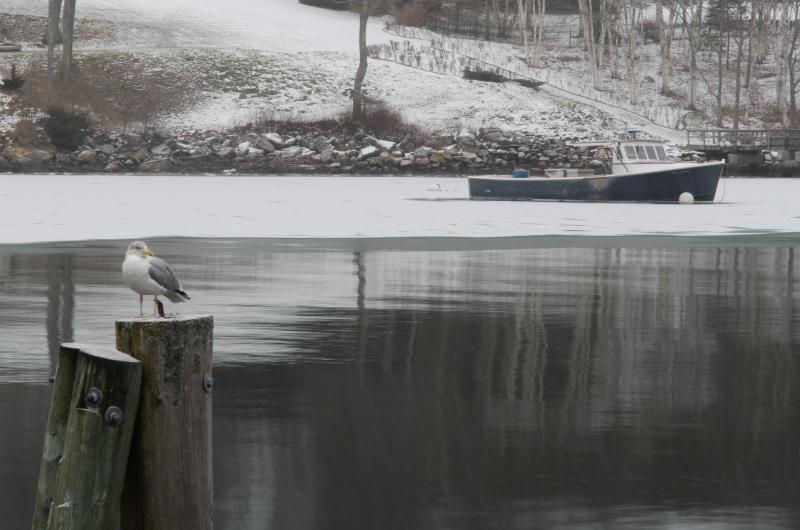 Rockport Harbor, Jan. 4, 2022. (Photo by William Bow)