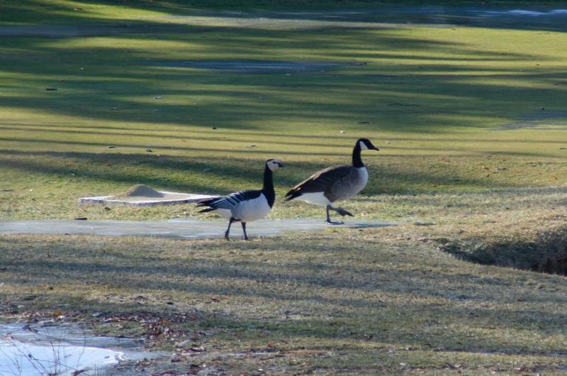 “Barnacle Goose” was photographed by William Bow, a tourist from Greenland visiting the Rockland Golf Course.