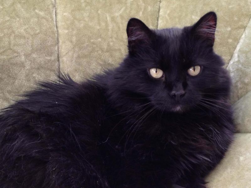 Barbie’s cat, Shadow. He keep Barbie on her toes. (Photo by Lynda Clancy)