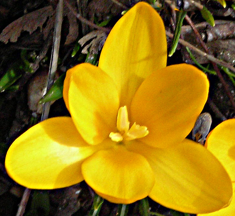 Spring brings the first crocus bloom. Rockland, Maine. March 25, 2022. Photo by Maggie Trout.