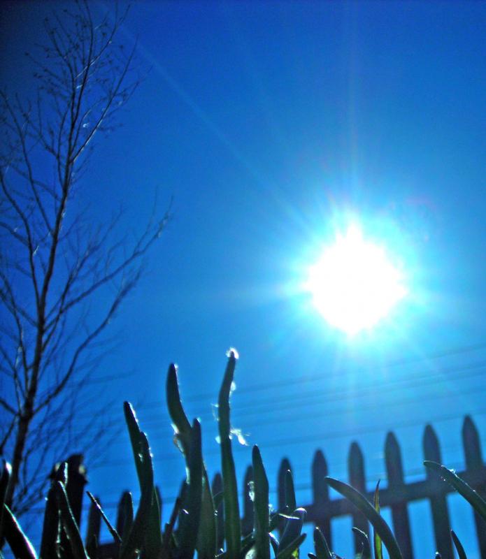 First Spring chives basking in the rays of a Zia sun. Rockland, Maine. March 29, 2022. (Photo by Maggie Trout)