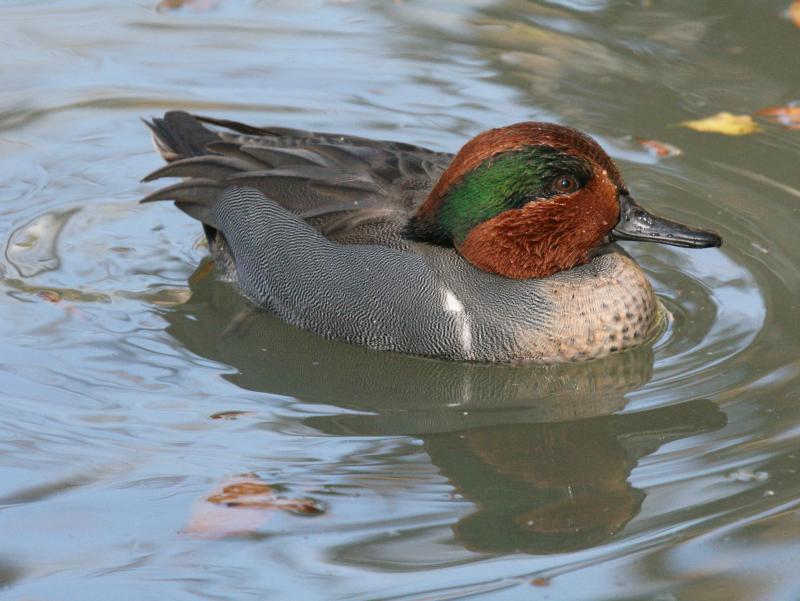 The authors were pleasantly surprised to see some of these beautiful little ducks--green-winged teal--in the temporary pond that forms in a farm field in Richmond, Maine.Photo by Dick Daniels (http://carolinabirds.org/), CC BY-SA 3.0 <https://creativecommons.org/licenses/by-sa/3.0>, via Wikimedia Commons. #bird-column, #birds, #boothbay-register, #Jeff-and-Allison-Wells, #maine, #green-winged-teal