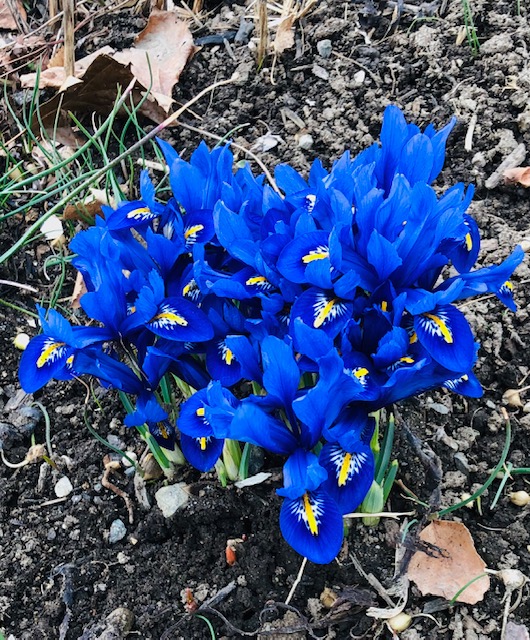 A sure sign of Spring! (Photo by Carolyn Kanicki)