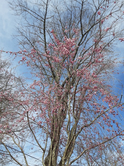 Weeping cherry (Photo by Susan Kanellakis)