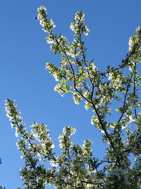 Penelope Olson, of Appleton, writes: The large old ornamental crabapple in my yard is putting on quite a show this spring. Wish I could record the sound of the bazilion bees in her branches. There is one at the bottom of the third photo.