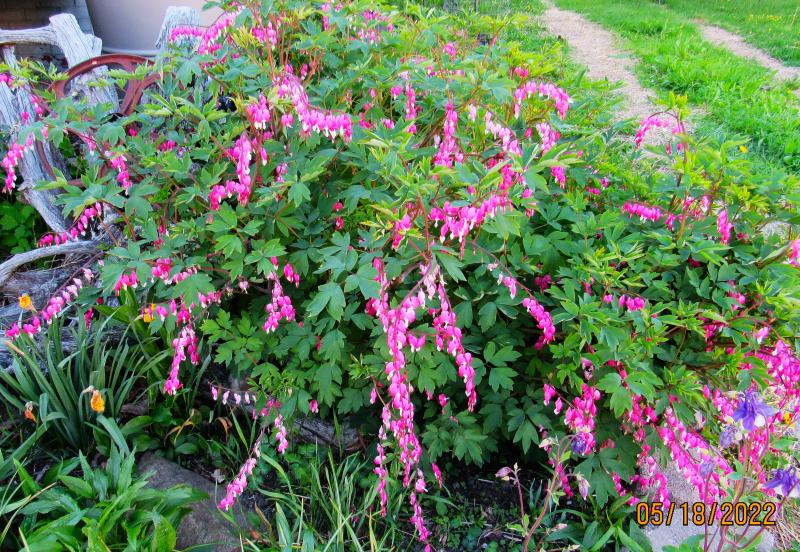 Bleeding heart. Southend Rockland. (Photo by Dru Woodman)
