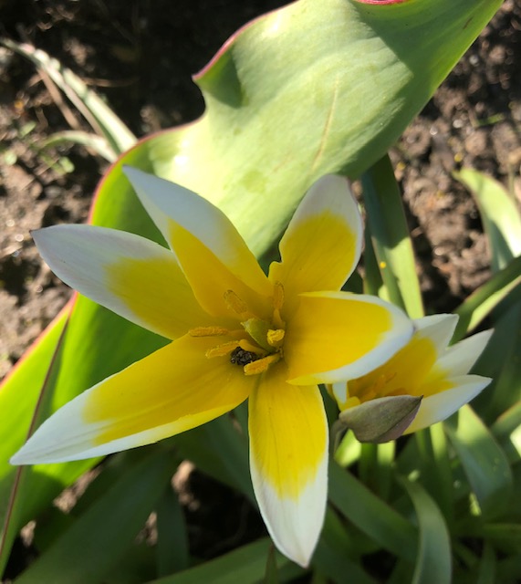 Spring has arrived! (Photo by Carolyn Kanicki)