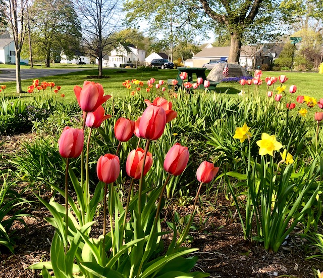 Spring…at last!! (Photo by Carolyn Kanicki)