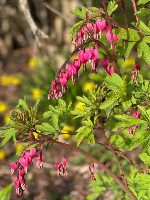 Happy May! (Photo by Deb Shepard)