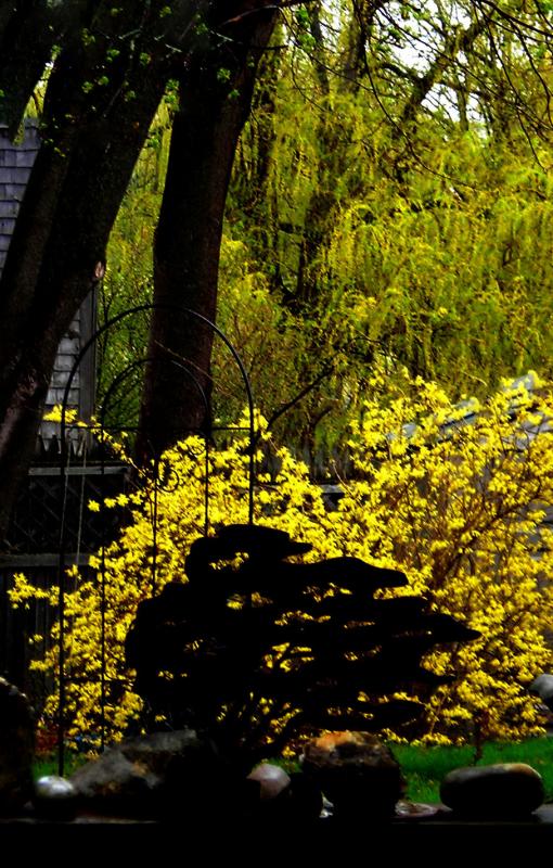 View from the back door on rainy May 4, 2022, Rockland, Maine. Magnificent forsythia, (Family:Oleaceae), grown from a neighbor's gift of self-propagated plants. A glorious remembrance.
Photo by Maggie Trout
