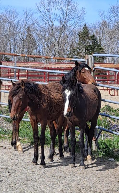 The three young yearlings in early May,