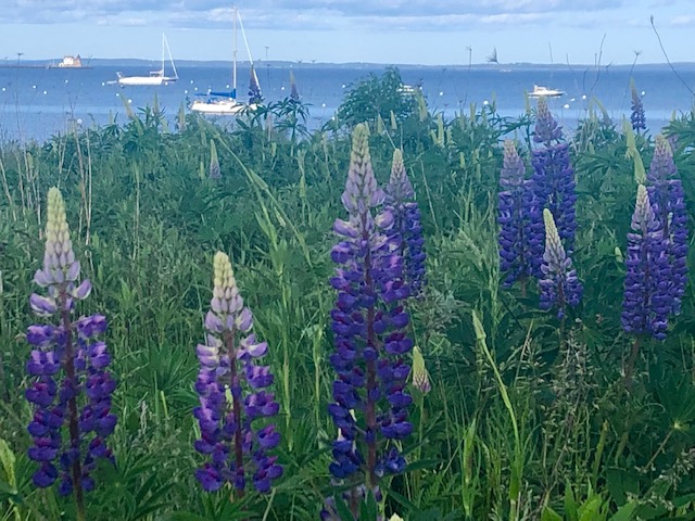 Lupine. (Photo by Carolyn Kanicki)