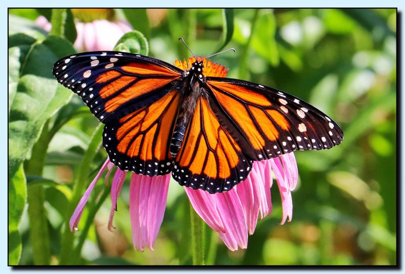 Picture of a monarch butterfly on mechanic Street in Rockport. (Photo courtesy James Car)