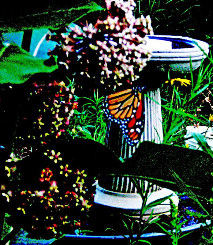 Monarch seeking succor in Rockland, Maine. July 2022. Photo by Maggie Trout)