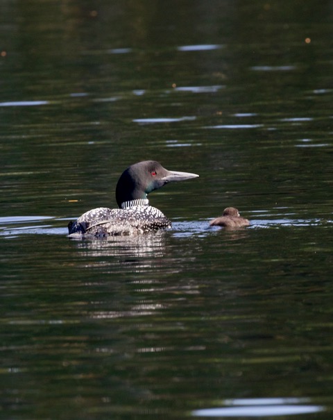 First loon baby of the summer on Megunticook. (Photo by Roger Wickenden)