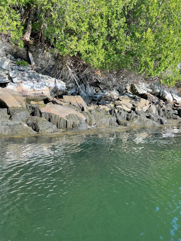 Britt Lundgren had the luck to see a small group of river otters playing in the rocks on the side of Penobscot Bay this past week. She was on her paddle board July 13, just south of Saturday Cove in Northport. “There seemed to be 4 or 5 of them but I never managed to get more than one in a photo at a time,” she said.