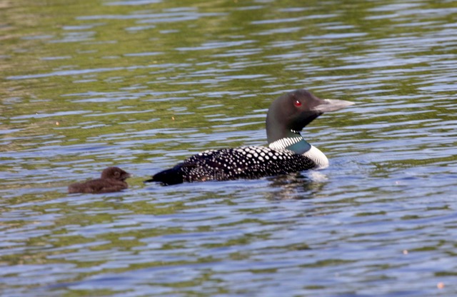 First loon baby of the summer on Megunticook. (Photo by Roger Wickenden)