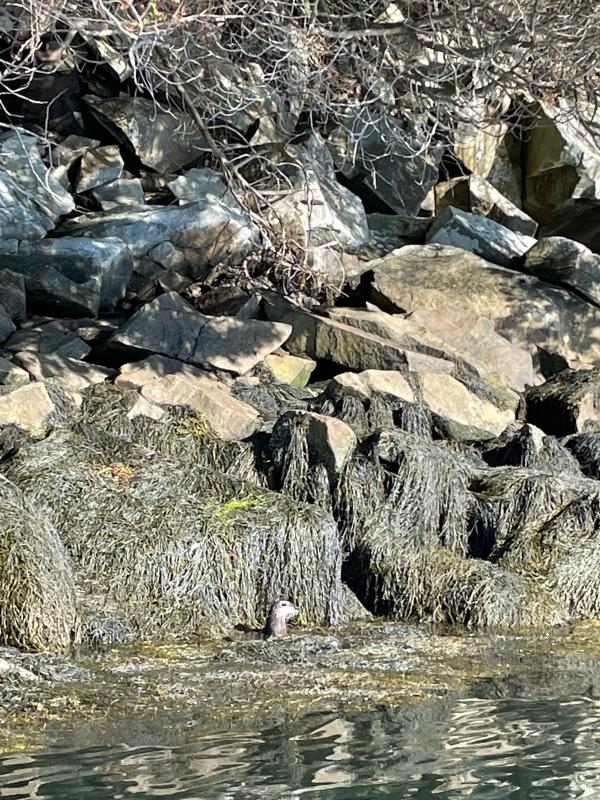 River otters at play near Saturday Cove in Northport. (Photo courtesy Britt Lundgren)