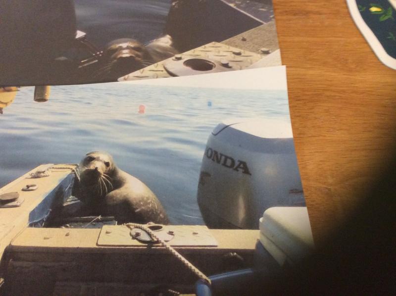 Krah said he thinks this seal knew the shark was around. He said the seal tried three times to get on the gunnel. Courtesy of Dean Krah
