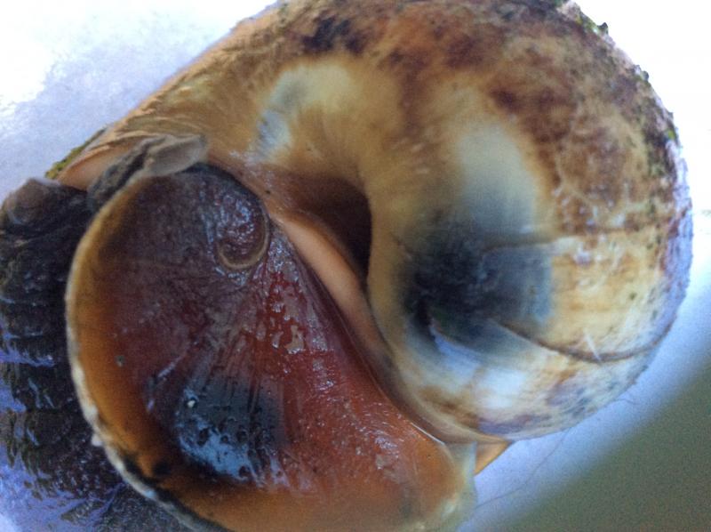 A whelk Krah and his sister caught in Sagadahoc Bay this summer. Courtesy of Dean Krah