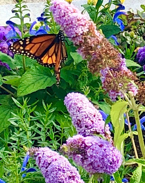 Beauty is all around us. (Photo by Carolyn Kanicki)