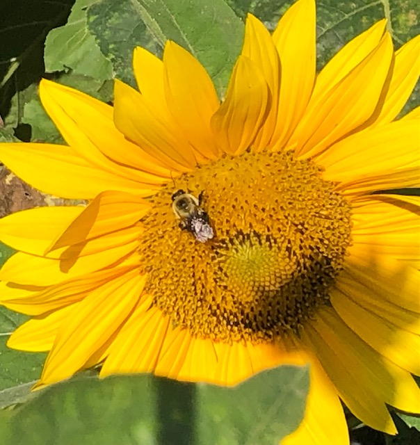Sunflower. (Photo by Carolyn Kanicki)