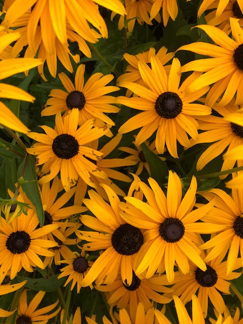 The flowers of Summer. (Photo by Carolyn Kanicki)