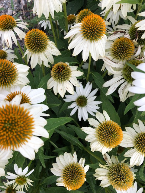 The flowers of Summer. (Photo by Carolyn Kanicki)