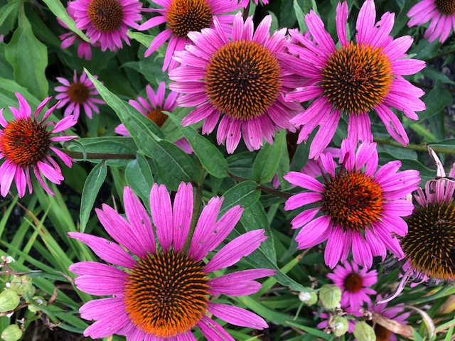The flowers of Summer. (Photo by Carolyn Kanicki)