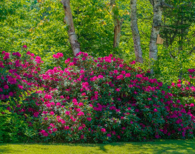 Rhododendrons on Clark Island Road. Spruce Head. (Photo by Alan LaVallee)