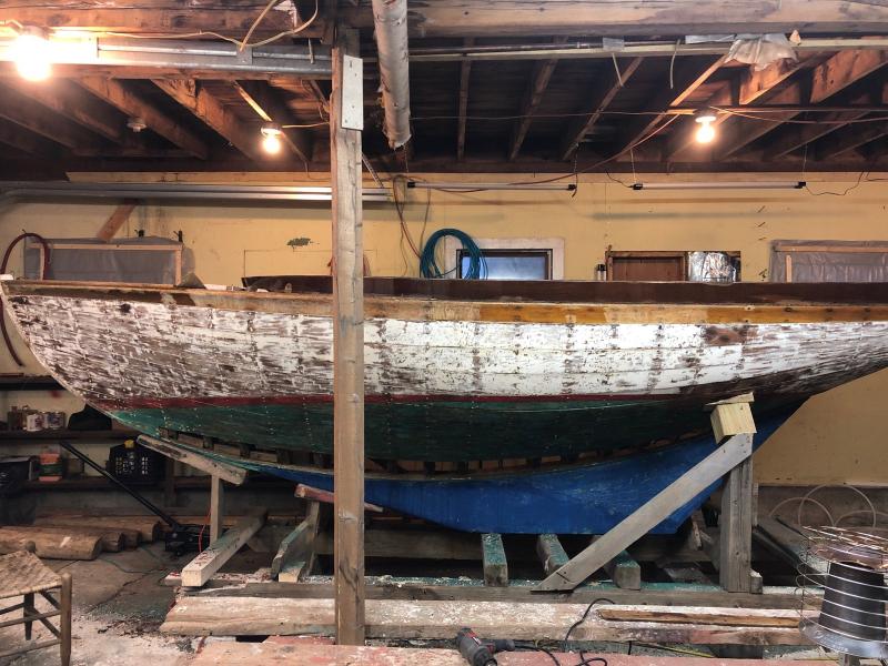 Wren, upon arrival in the shop. (Photo courtesy Lisa Morgan)