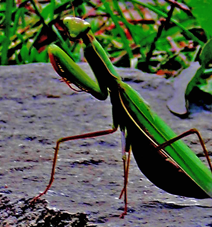 Praying Mantis Special. Sunday brunch buffet of locally-grown free range ants.
Photo: Maggie Trout. Rockland, Maine. September 25, 2022.
