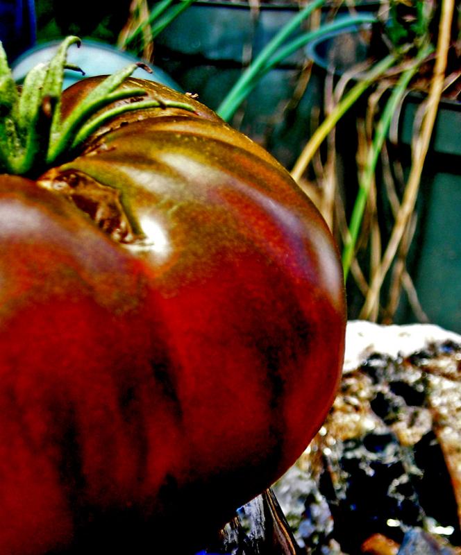 This heirloom tomato beauty will be savored with gratitude for the gardener who made the plant available at the Thomaston Public Library, with seeds full of hope to be saved and sown. (Photo by
Maggie Trout. Rockland, Maine, September 14, 2022)