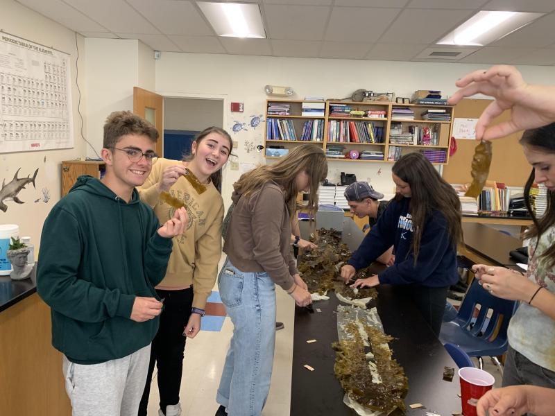 Belfast students in the Marine Studies class take the collected kelp and cut out the sorus tissue for the waiting seawater tanks (Photo by Laney Scheafe)