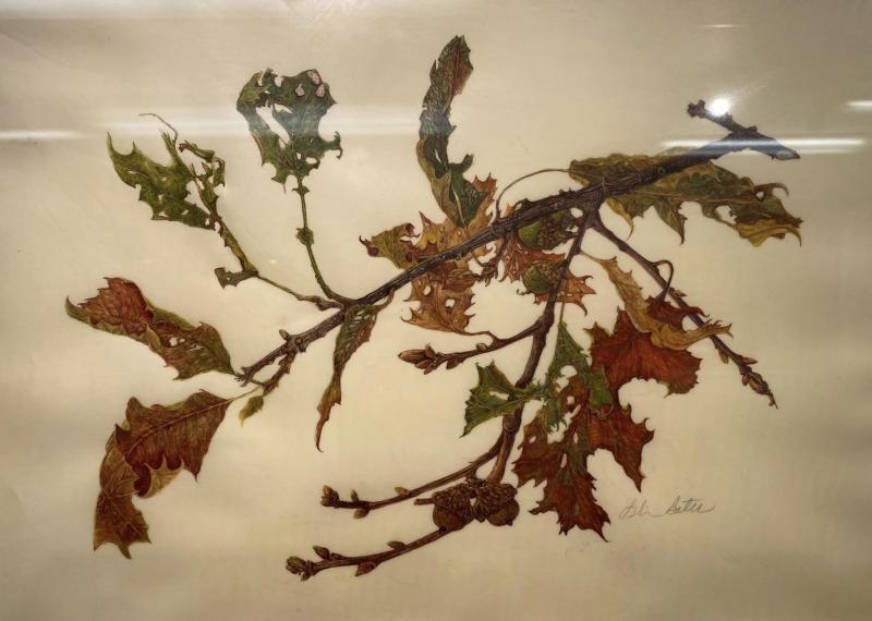 Second Prize - Lili Bates - “Autumn Oak.” Lili Bates